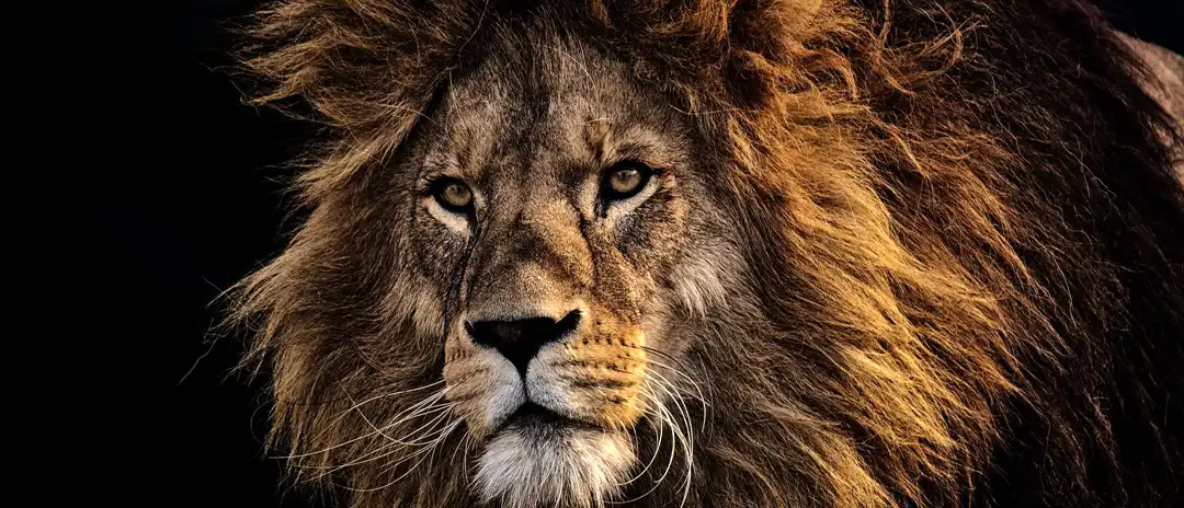 los-leones-en-los-tatuajes
